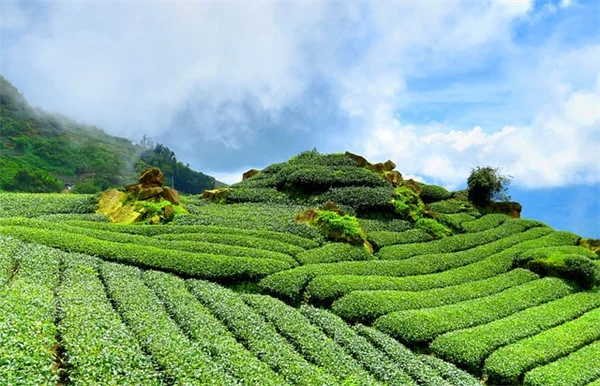 4月に剪定すると後悔する5つの植物リスト