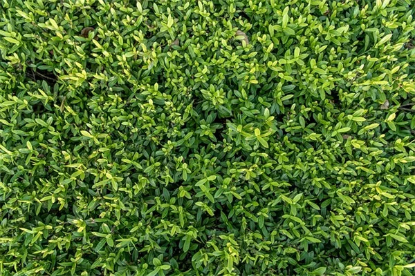 芒刺のある雑草、もう悩まない！見分け方とやっつける究極ガイド